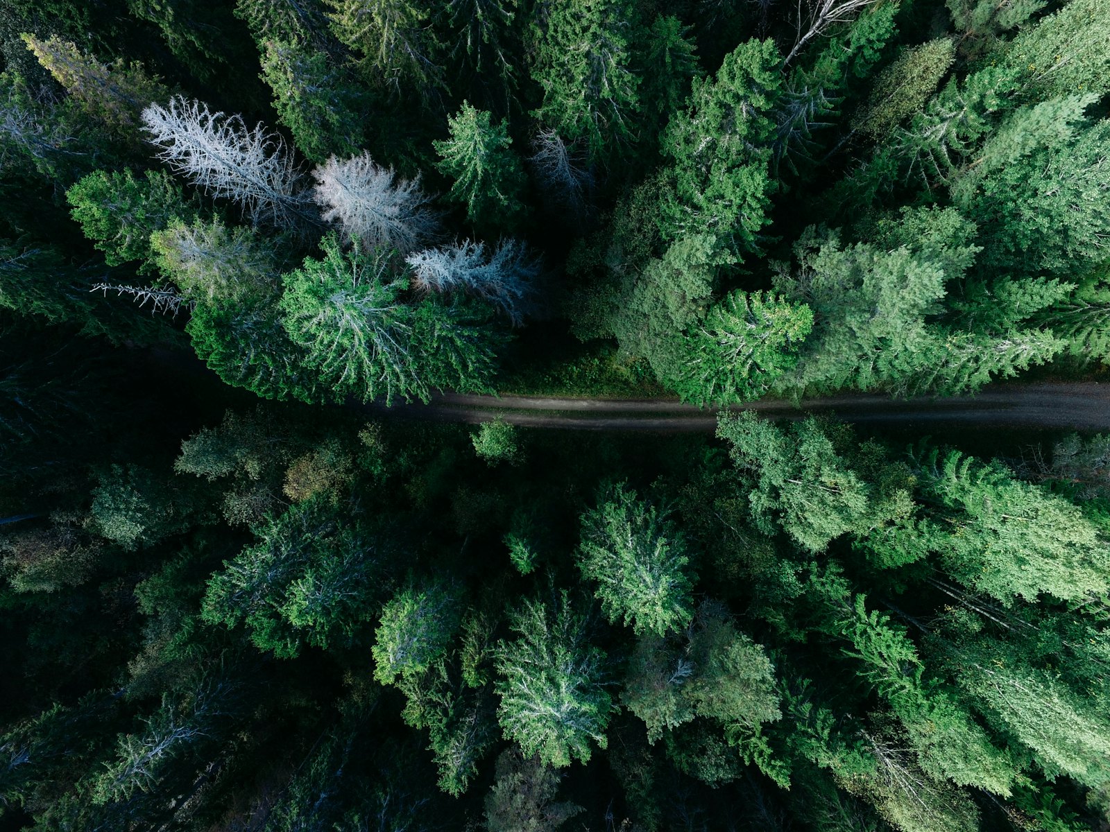 Sunlight filtering through a mature Atlanta-area tree canopy